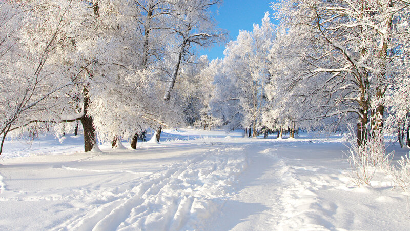 Snow-covered Trees in Forest — White, Serene, Winter