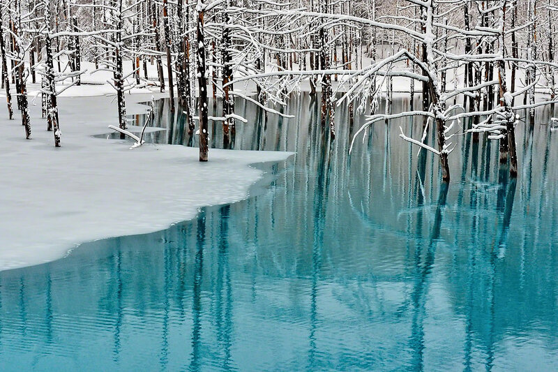 Snow-covered Trees in Lake — Blue, Serene