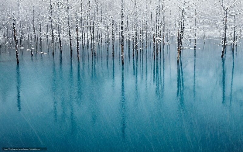 Snow-covered Trees in Lake — Blue, Serene, Winter, Photograph, Snow