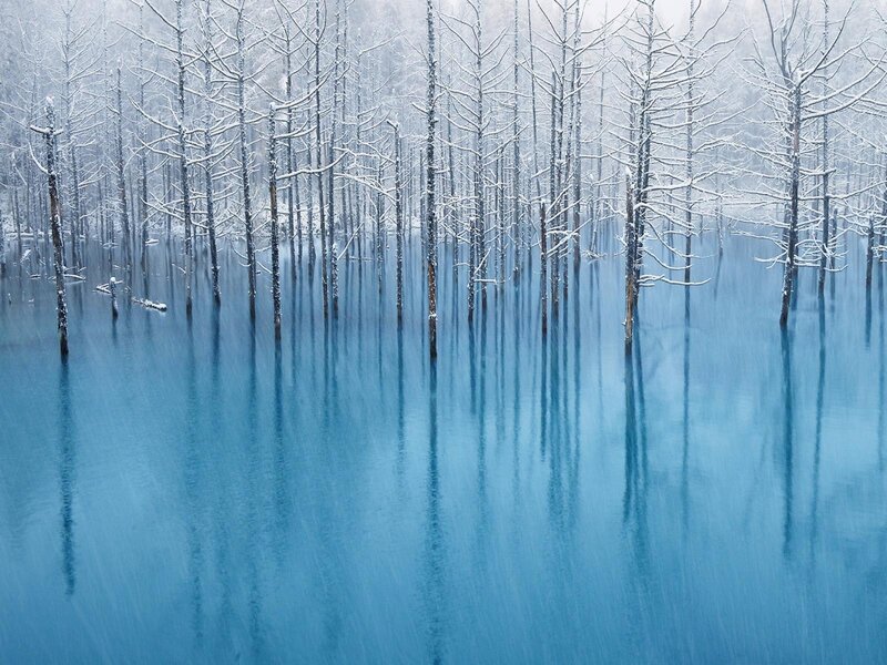 Snow-covered Trees in Lake — Blue, Serene, Winter