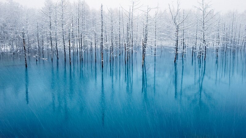 Snow-covered Trees in Lake