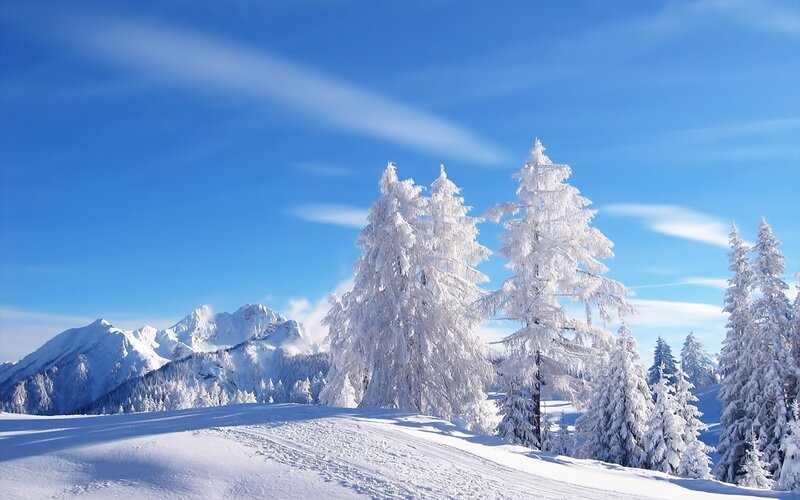 Snow-covered trees in mountain landscape