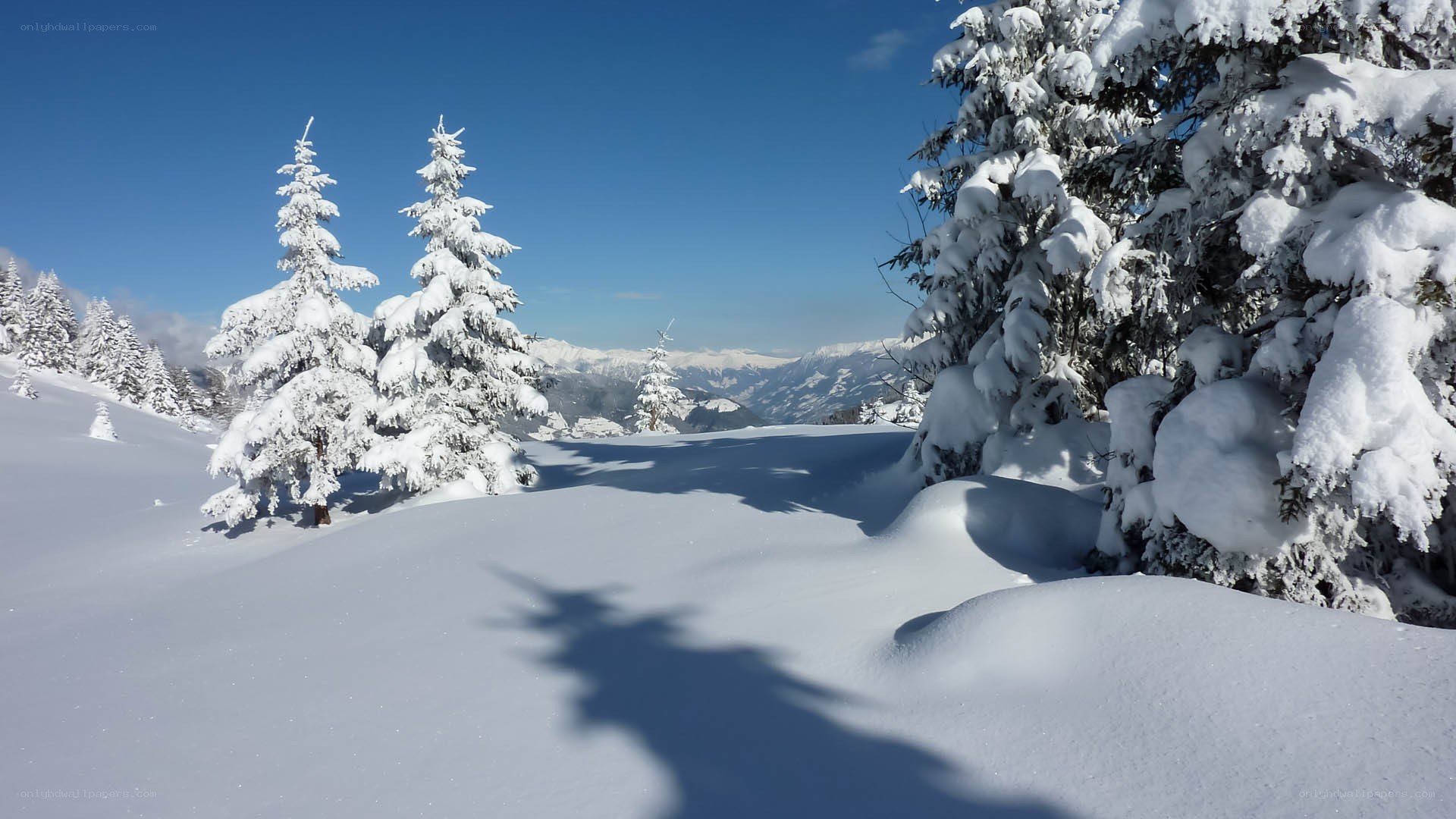 snow-covered trees in mountain landscape