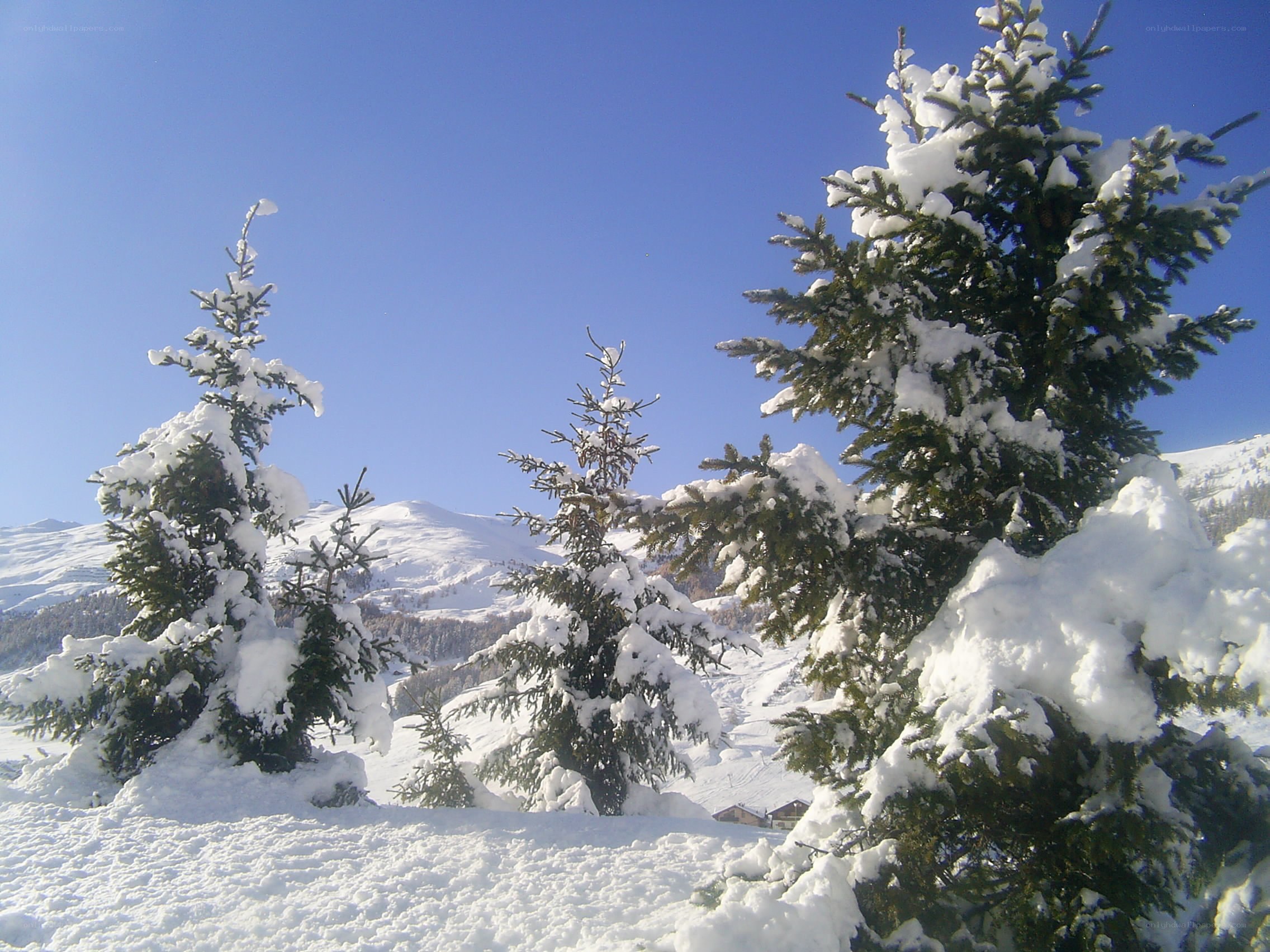 Snow-covered trees in mountain landscape