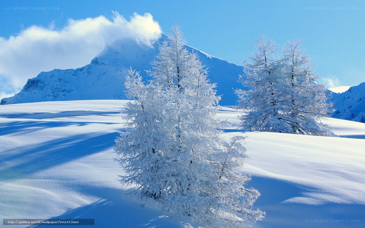 Snow-covered trees in mountain landscape