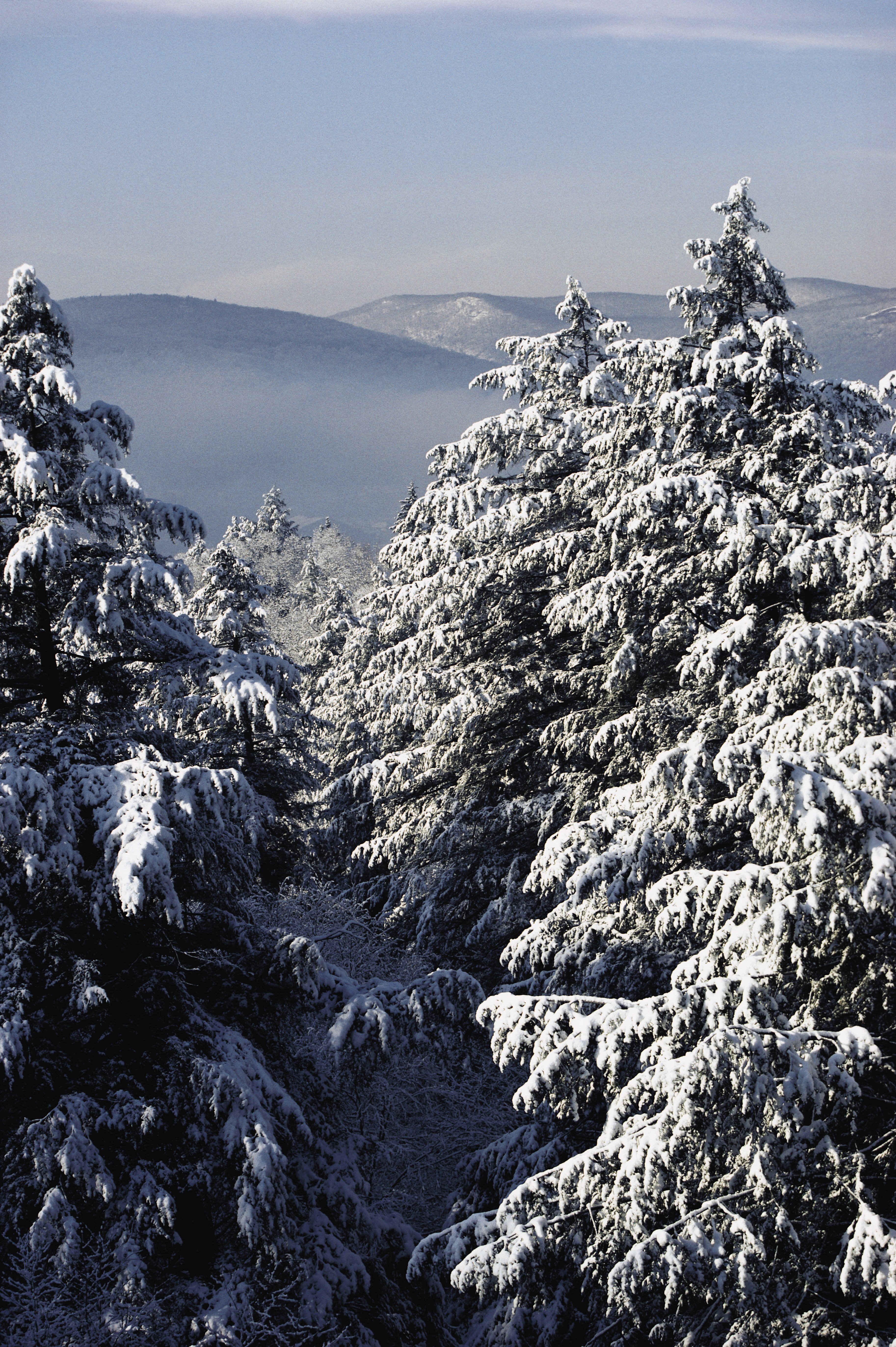 Snow-covered trees in mountain valley