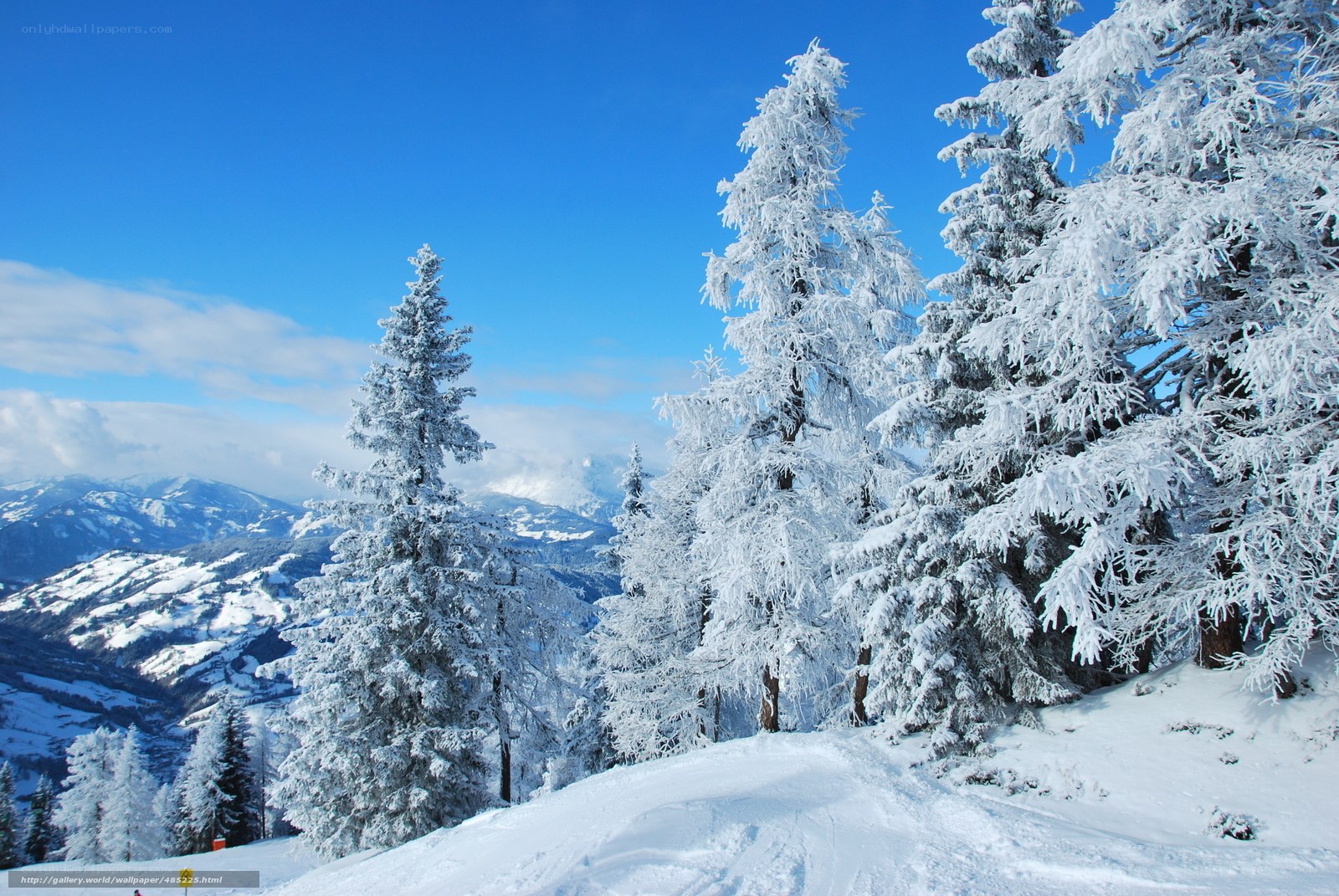 Snow-covered trees in mountain valley