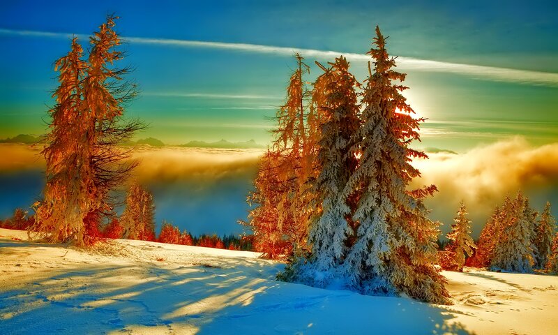 Snow-covered Trees in Mountains — Blue, Dramatic