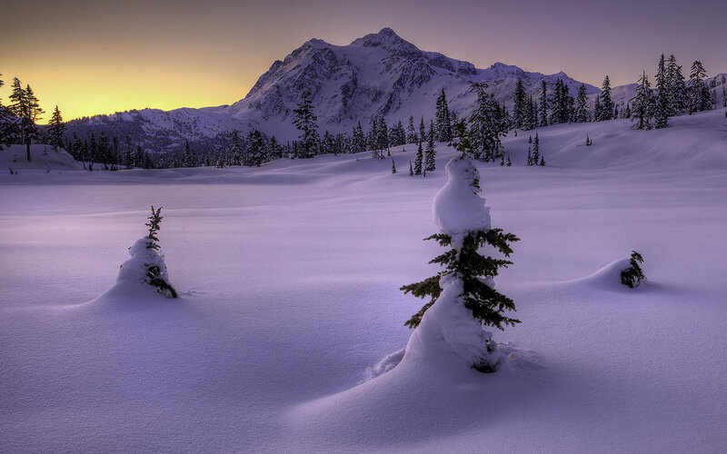 Snow-covered Trees in Mountains — Purple