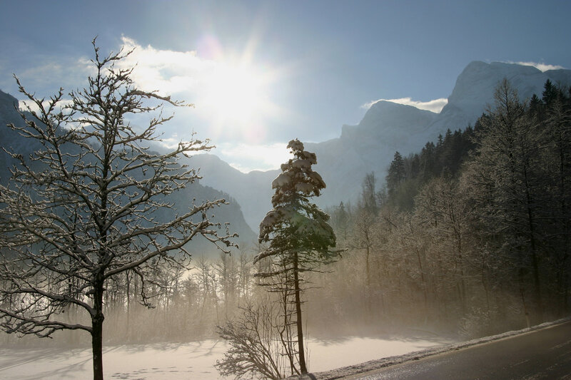 Snow-covered Trees in Mountains — White, Serene, Winter