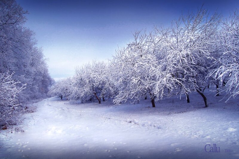 Snow-covered Trees in Orchard — Blue