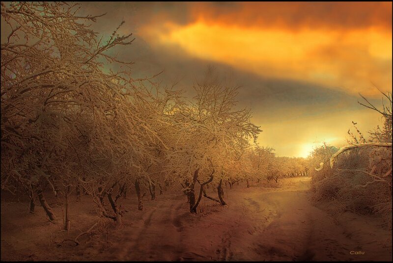 Snow-covered Trees in Orchard — Orange