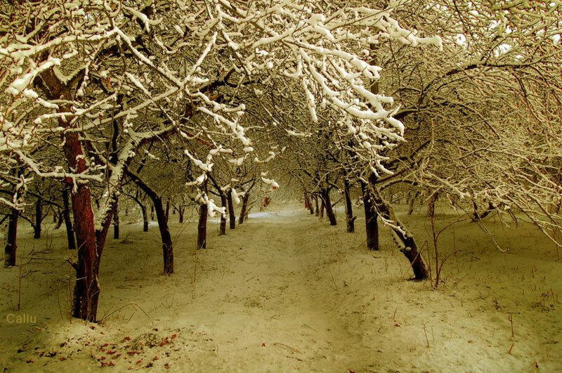 Snow-covered Trees in Orchard