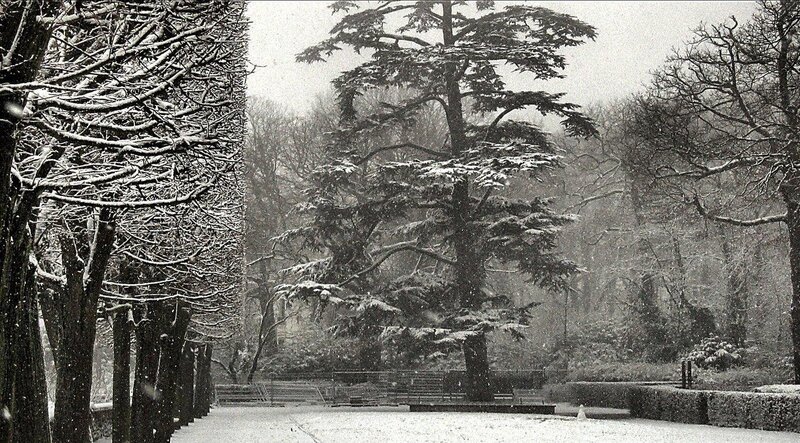 Snow-covered Trees in Park — Black