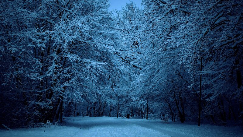 Snow-covered Trees in Park — Blue, Serene