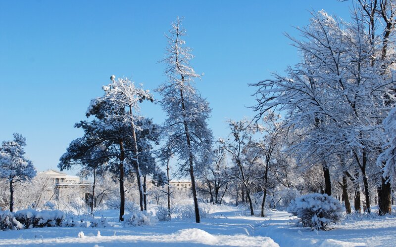 Snow-covered Trees in Park — Blue, Serene, Winter, Photograph, Snow, Building
