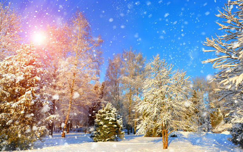 Snow-covered Trees in Park — Blue, Serene, Winter