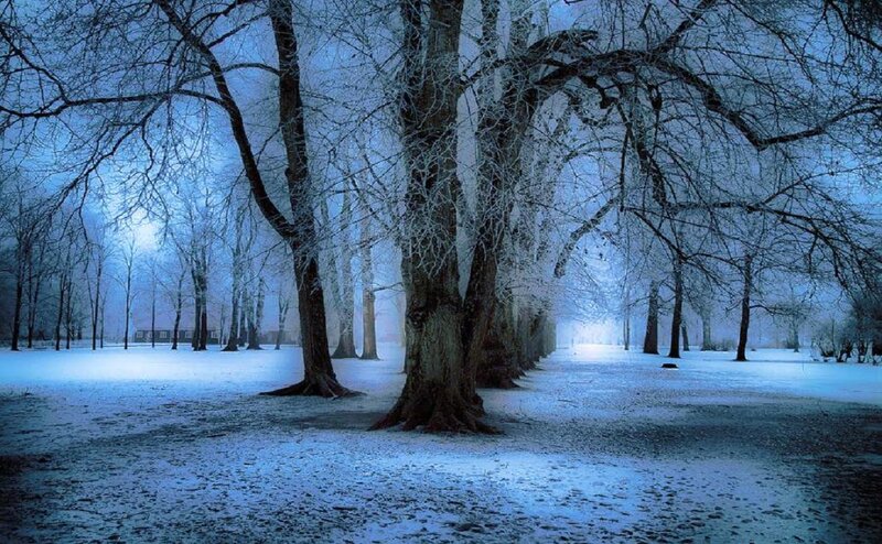Snow-covered Trees in Park — Blue