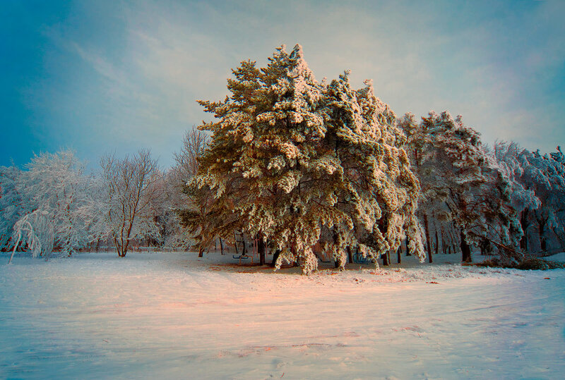 Snow-covered Trees in Park
