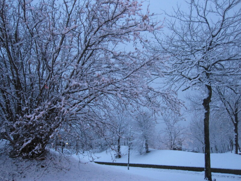 Snow-covered Trees in Park — White, Calm