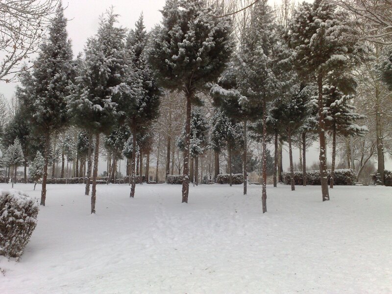 Snow-covered Trees in Park — White, Calm, Winter, Photograph, Snow
