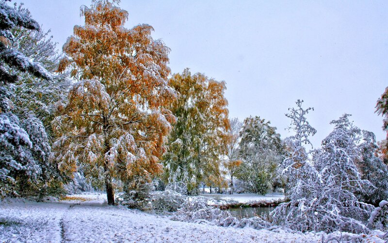 Snow-covered Trees in Park — White, Calm, Winter