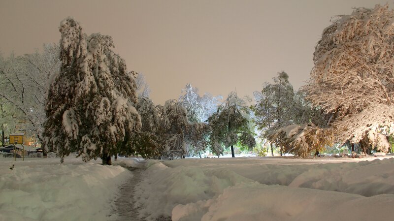 Snow-covered Trees in Park — White, Serene, Night