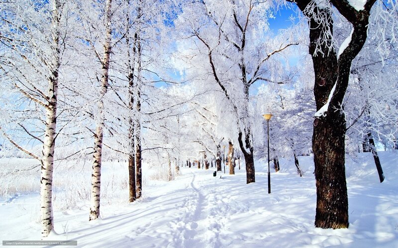 Snow-covered Trees in Park — White, Serene, Winter, Photograph, Path, Lampposts, Sky