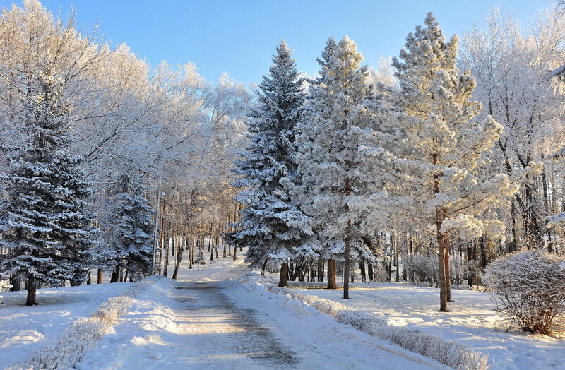 Snow-covered Trees in Park — White, Serene, Winter, Photograph, Path, Sky