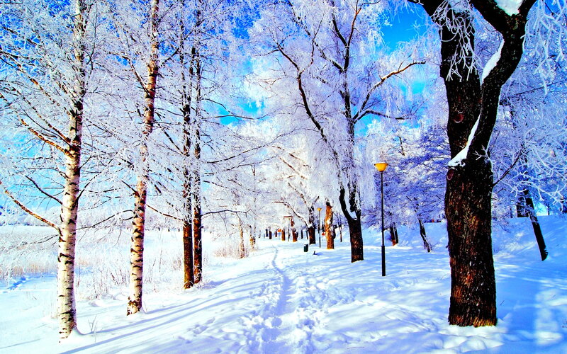 Snow-covered Trees in Park — White, Serene, Winter, Photograph, Path