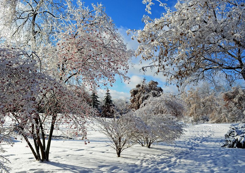 Snow-covered Trees in Park — White, Serene, Winter, Photograph, Snow, Blue Sky