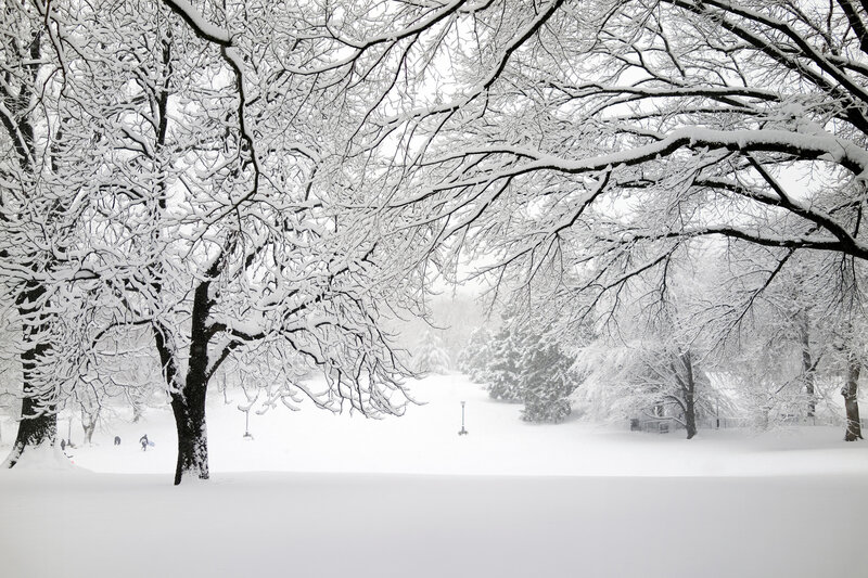 Snow-covered Trees in Park — White, Serene, Winter, Photograph, Snow, People