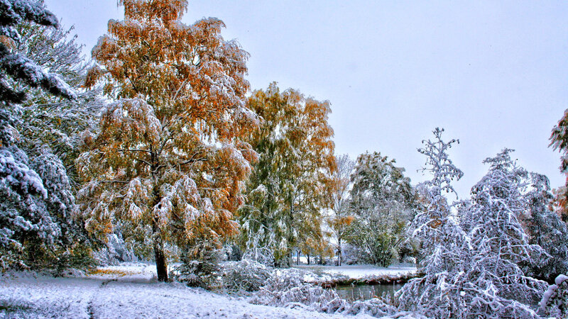 Snow-covered Trees in Park — White, Serene, Winter, Photograph, Snow, River