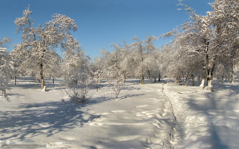 Snow-covered Trees in Park — White, Serene, Winter, Photograph, Snow, Sky