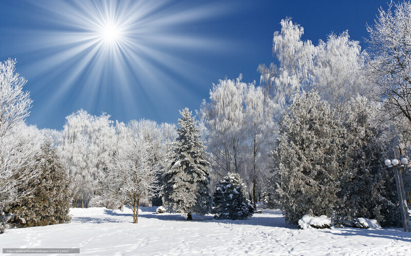 Snow-covered Trees in Park — White, Serene, Winter, Photograph, Sun, Snow