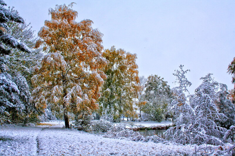 Snow-covered Trees in Park — White, Serene, Winter, Photograph
