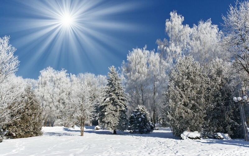 Snow-covered Trees in Park — White, Serene, Winter