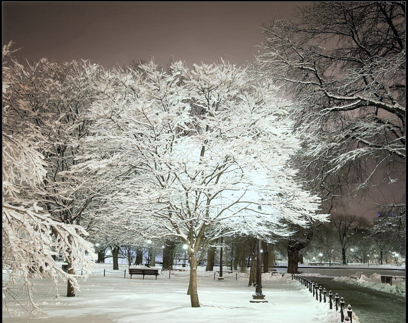 Snow-covered Trees in Park — White