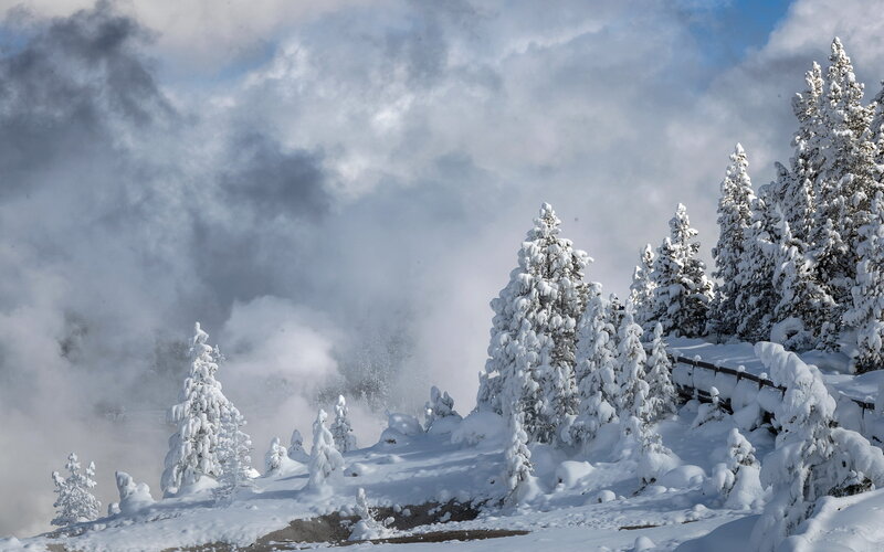 Snow-covered Trees in Steam