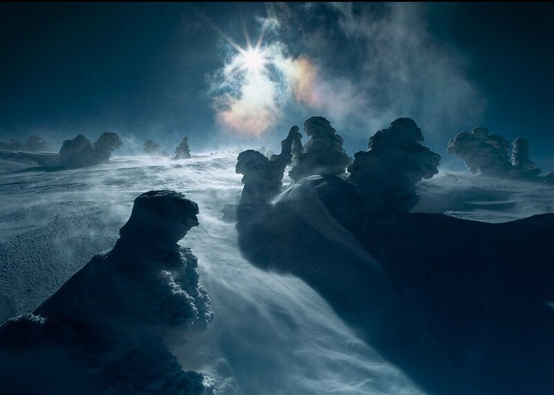 Snow-covered Trees in Storm