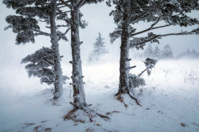 Snow-covered Trees in Storm — White