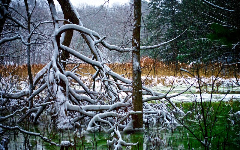 Snow-covered Trees in Swamp
