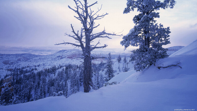 Snow-covered Trees in Valley — Blue, Serene, Winter