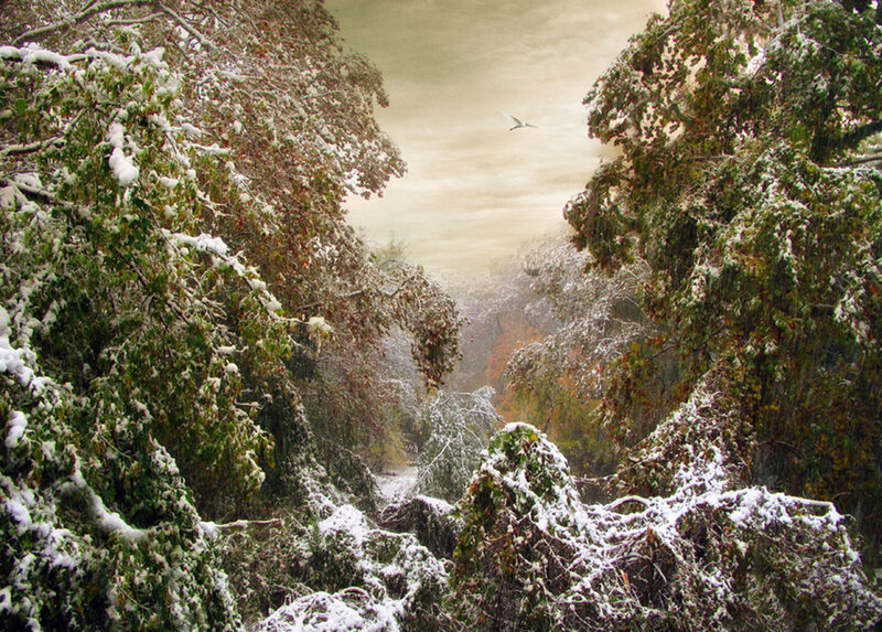 Snow-covered Trees in Valley — Green
