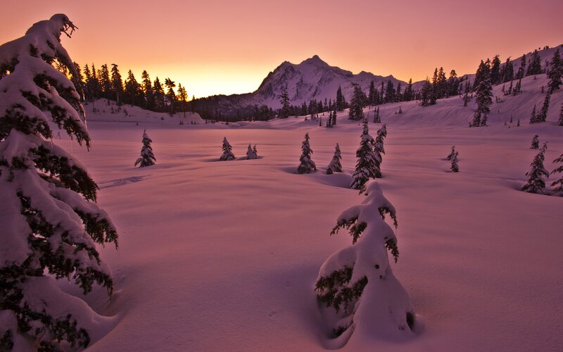 Snow-covered Trees in Valley — Pink, Serene