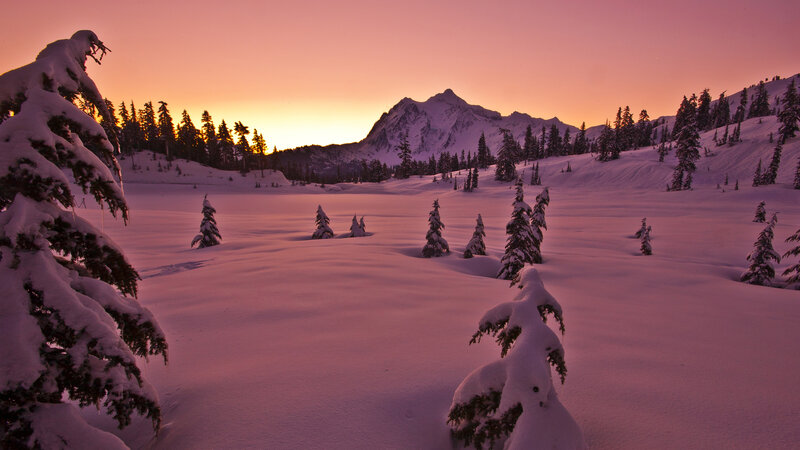 Snow-covered Trees in Valley — Pink
