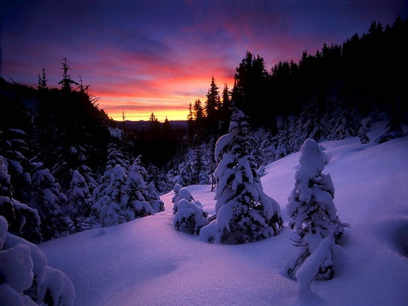 Snow-covered Trees in Valley — Purple