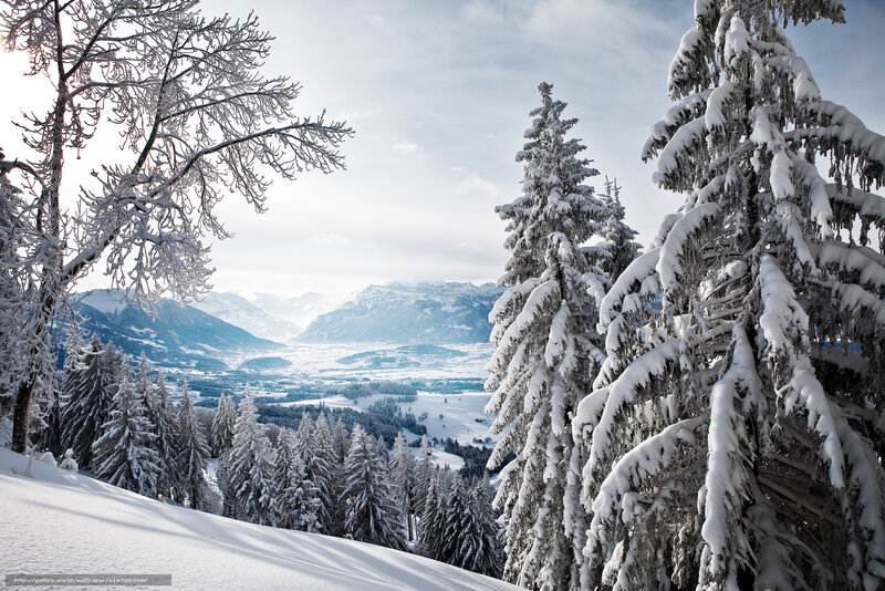 Snow-covered Trees in Valley — White, Serene, Winter, Photograph