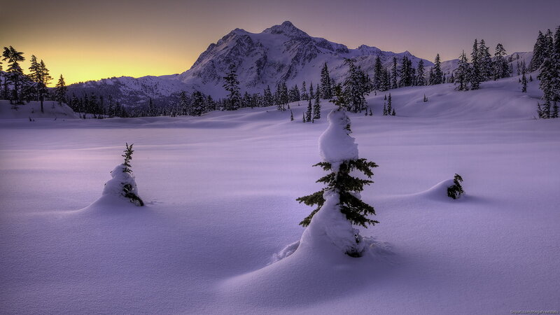 Snow-covered Trees in Valley — White