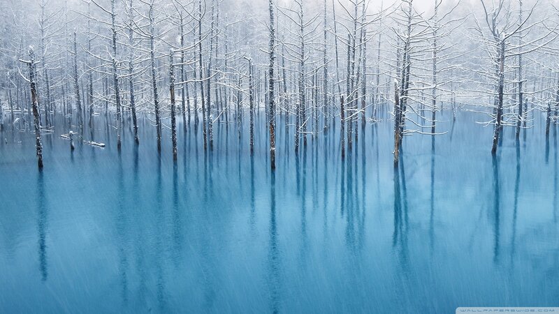 Snow-covered Trees in Water — Blue, Serene